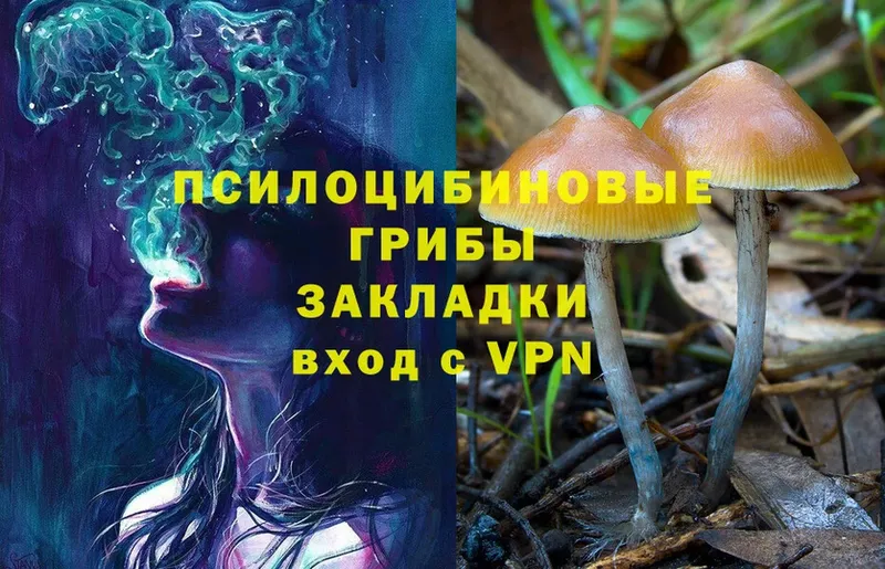 что такое   Петропавловск-Камчатский  Псилоцибиновые грибы Psilocybine cubensis 